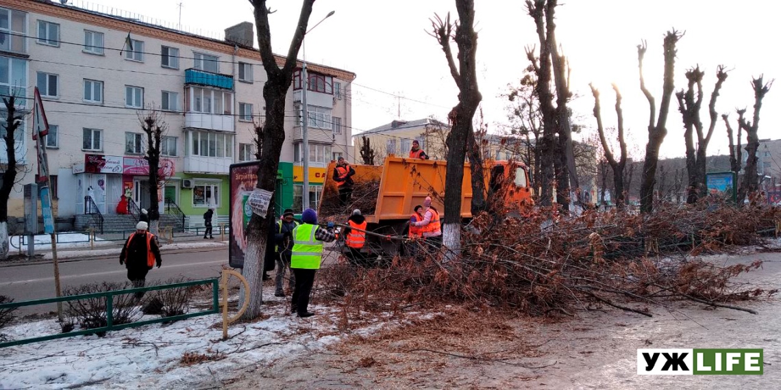 У Коростені витратять майже 650 тисяч на зрізання та кронування дерев