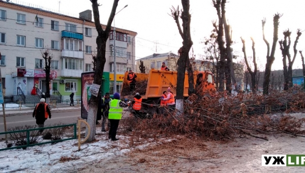 У Коростені витратять майже 650 тисяч на зрізання та кронування дерев