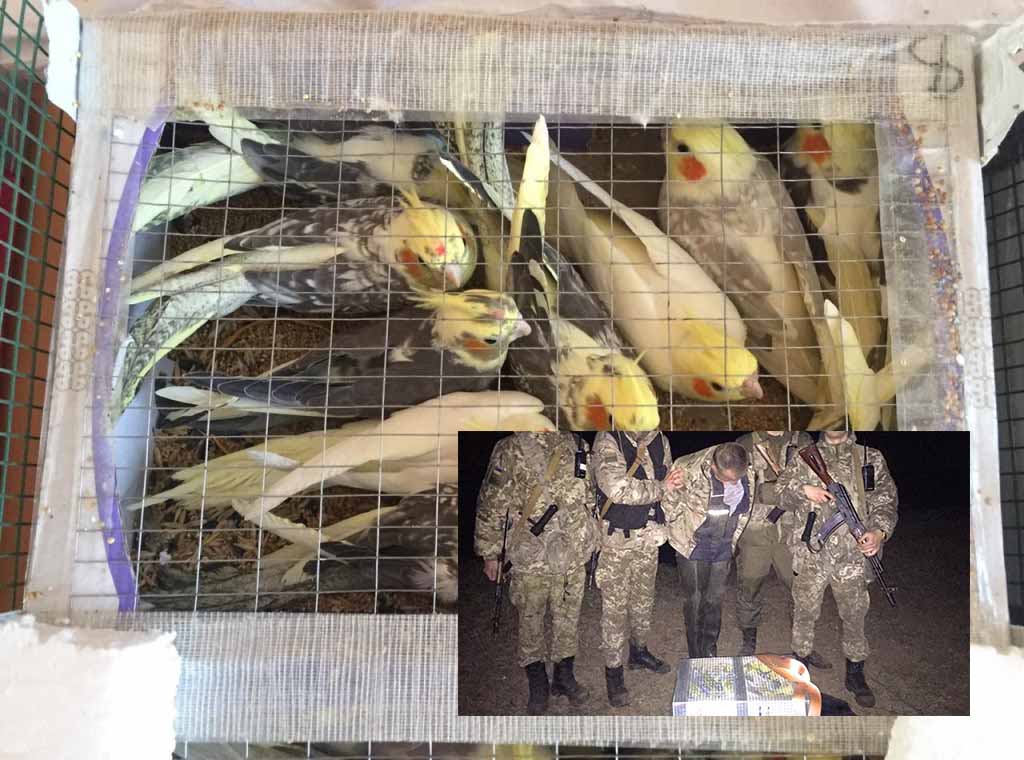150 папуг залишилися в Україні