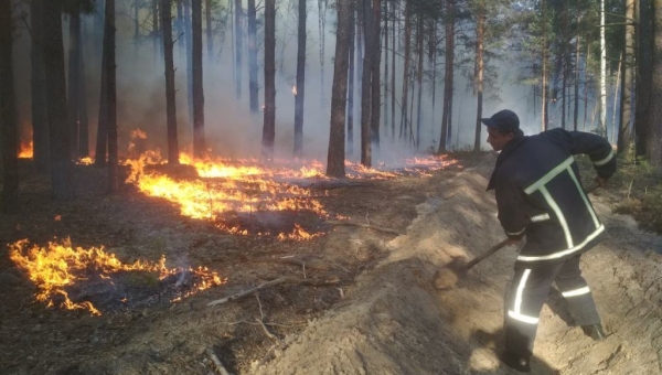 Підпалюють ліс