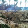 Копачі бурштину пошкодили близько 7 тисяч гектарів земель у 3 регіонах України