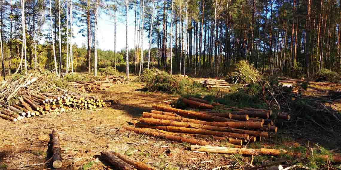 "Нарубали" на 5 мільйонів: в Олевському лісгоспі крали ліс, а збитки списували на пожежі