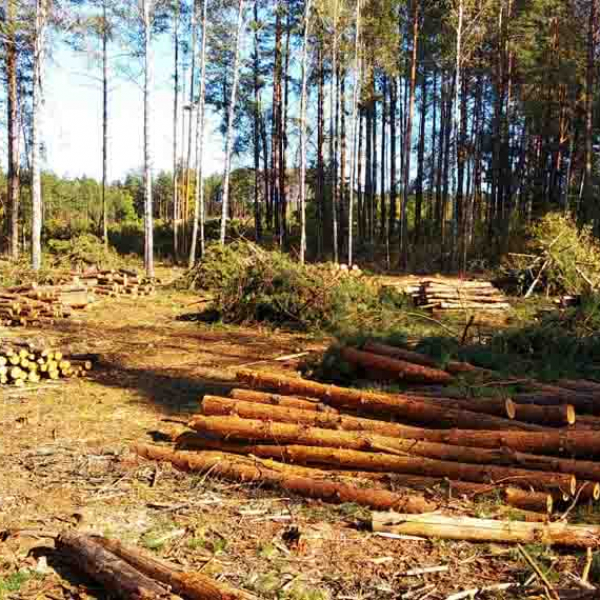 "Нарубали" на 5 мільйонів: в Олевському лісгоспі крали ліс, а збитки списували на пожежі