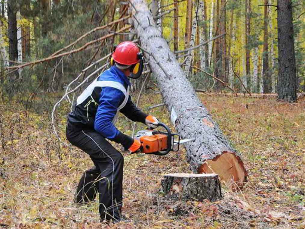 Летальні дрова: На Овручині чоловіка вбило дерево