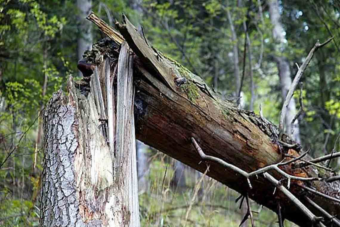 У лісовому масиві Олевська чоловіка вбило сухе дерево
