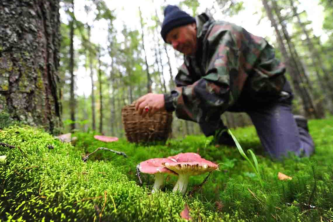 В Овруцькому районі подружжя отруїлося грибами
