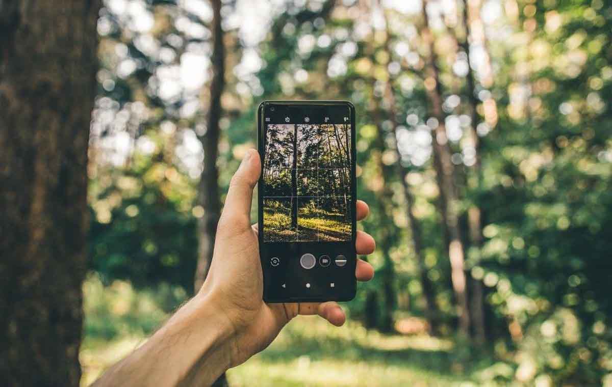 Житомирські ліси відтепер у смартфоні – можна перевірити законність вирубки дерев