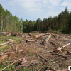 Найбільше лісів в Україні вирубують не в Карпатах, а на Житомирщині