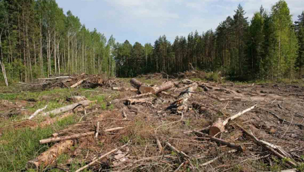 Найбільше лісів в Україні вирубують не в Карпатах, а на Житомирщині