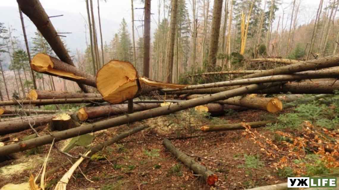 У Житомирській області директор лісгоспу сприяв вирубці лісу на 15 млн грн
