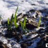 Через теплу зиму урожай пшениці на Житомирщині під загрозою 🎥ВІДЕО