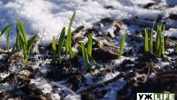 Через теплу зиму урожай пшениці на Житомирщині під загрозою 🎥ВІДЕО