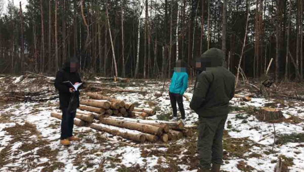 Україна втратила 6 мільйонів через незаконну вирубку на Житомирщині 📸ФОТОрепортаж