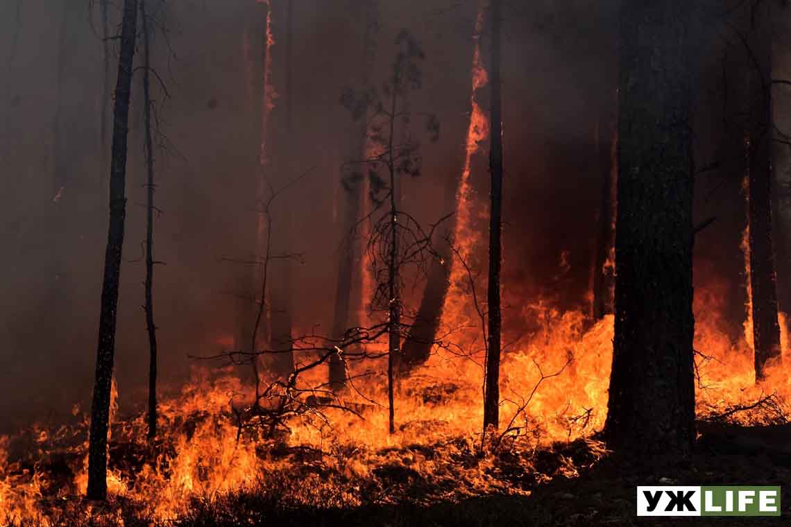 Лабораторний центр перевірив якість повітря в Овруцькому районі, де горять ліси