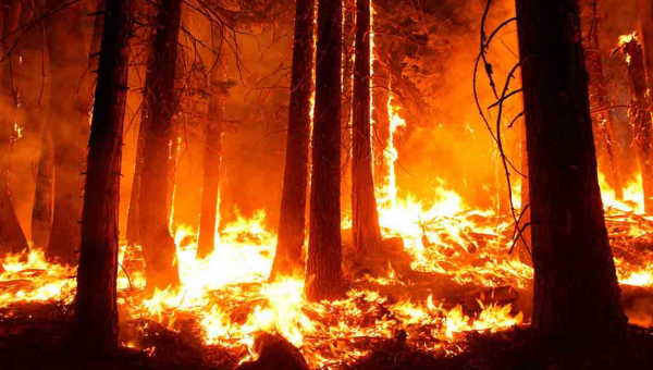 Хто й навіщо підпалює ліси на Житомирщині