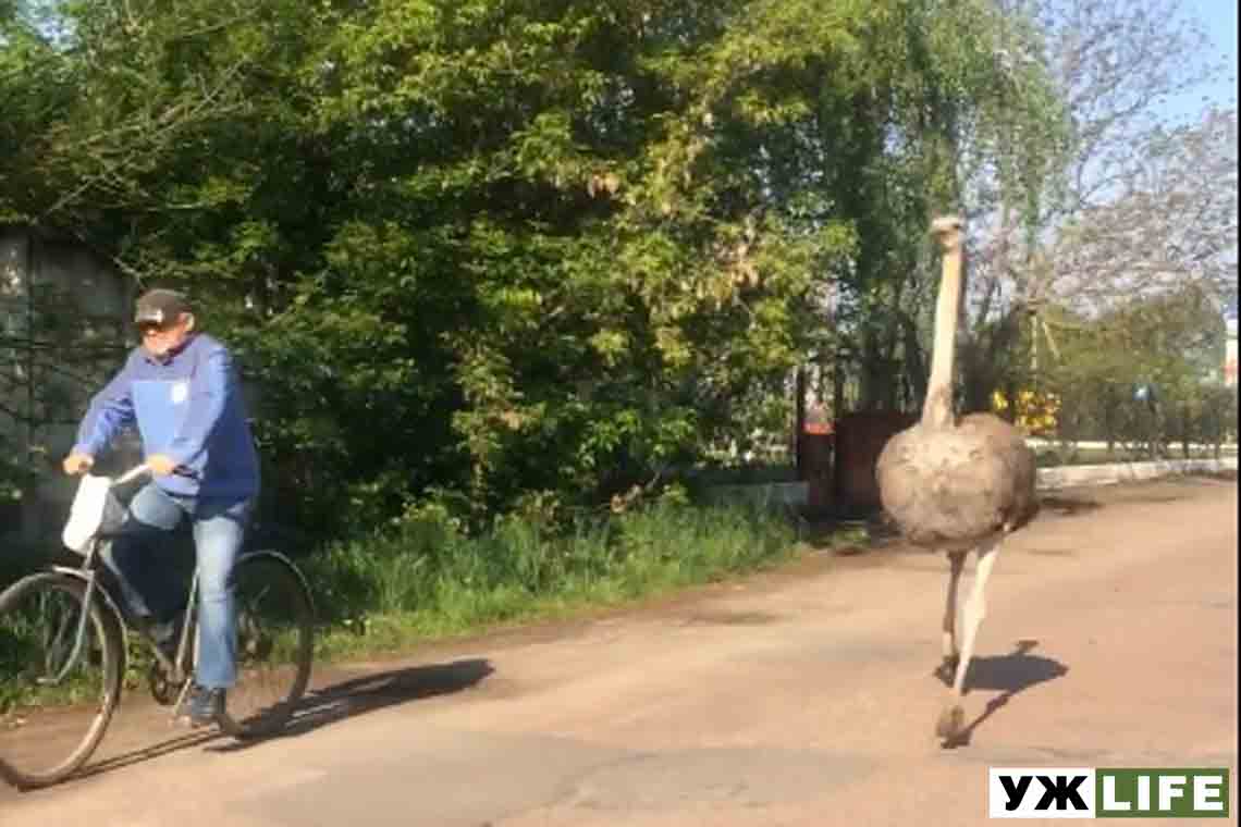 На Житомирщині зняли на відео страуса, який біг вулицею за велосипедистом