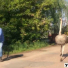 На Житомирщині зняли на відео страуса, який біг вулицею за велосипедистом