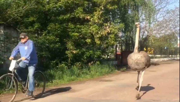 На Житомирщині зняли на відео страуса, який біг вулицею за велосипедистом