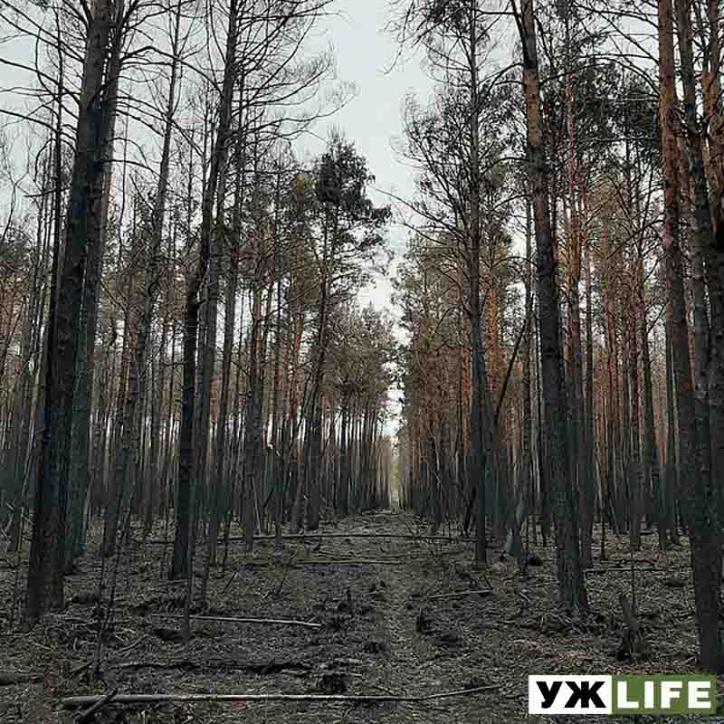 Лісництво Житомирщини опублікувало фото вигорілих лісів (ФОТОрепортаж)