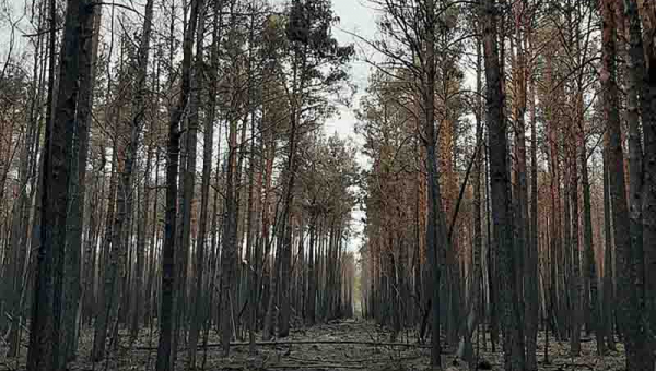 Лісництво Житомирщини опублікувало фото вигорілих лісів (ФОТОрепортаж)