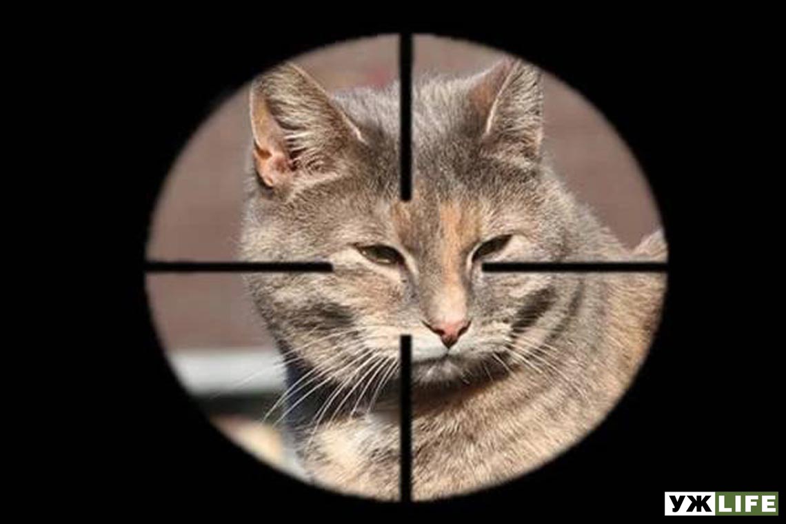 На Житомирщині чоловік хотів налякати котів пострілом з гвинтівки і поцілив у око сусідці