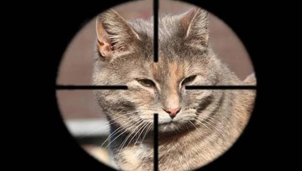 На Житомирщині чоловік хотів налякати котів пострілом з гвинтівки і поцілив у око сусідці