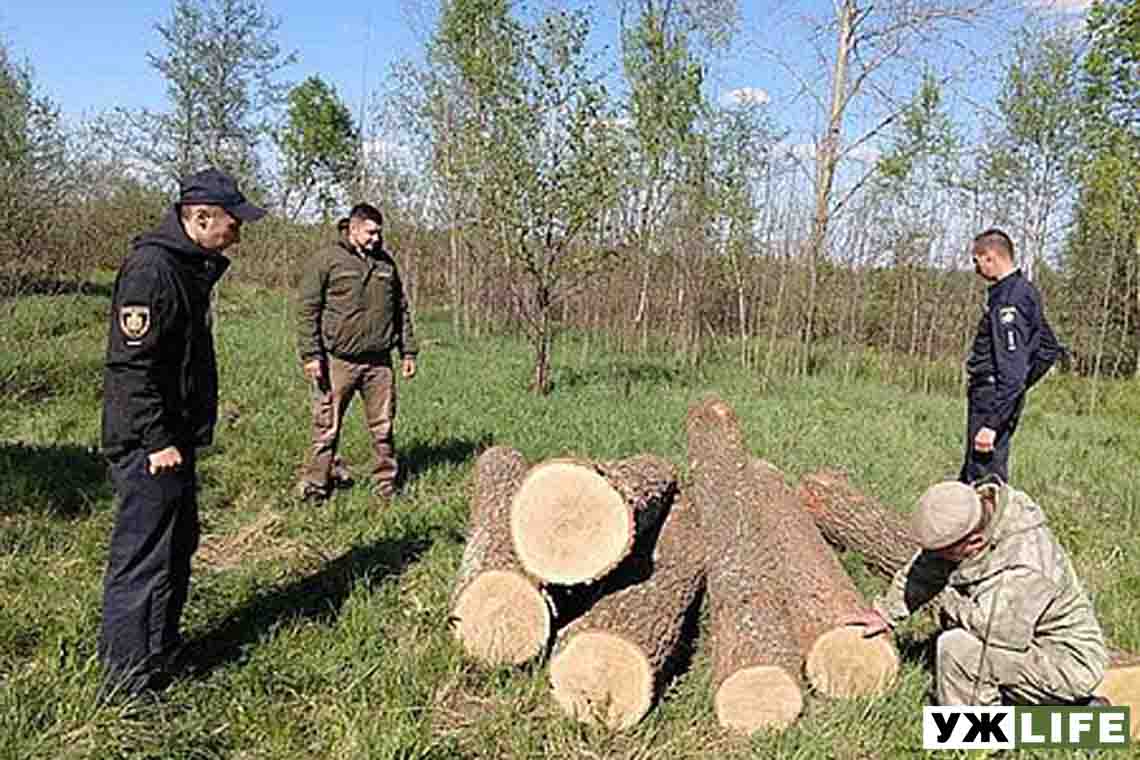 Житомирські правоохоронці розслідують 54 справи по факту крадіжки лісу