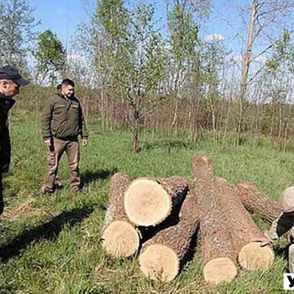 Житомирські правоохоронці розслідують 54 справи по факту крадіжки лісу