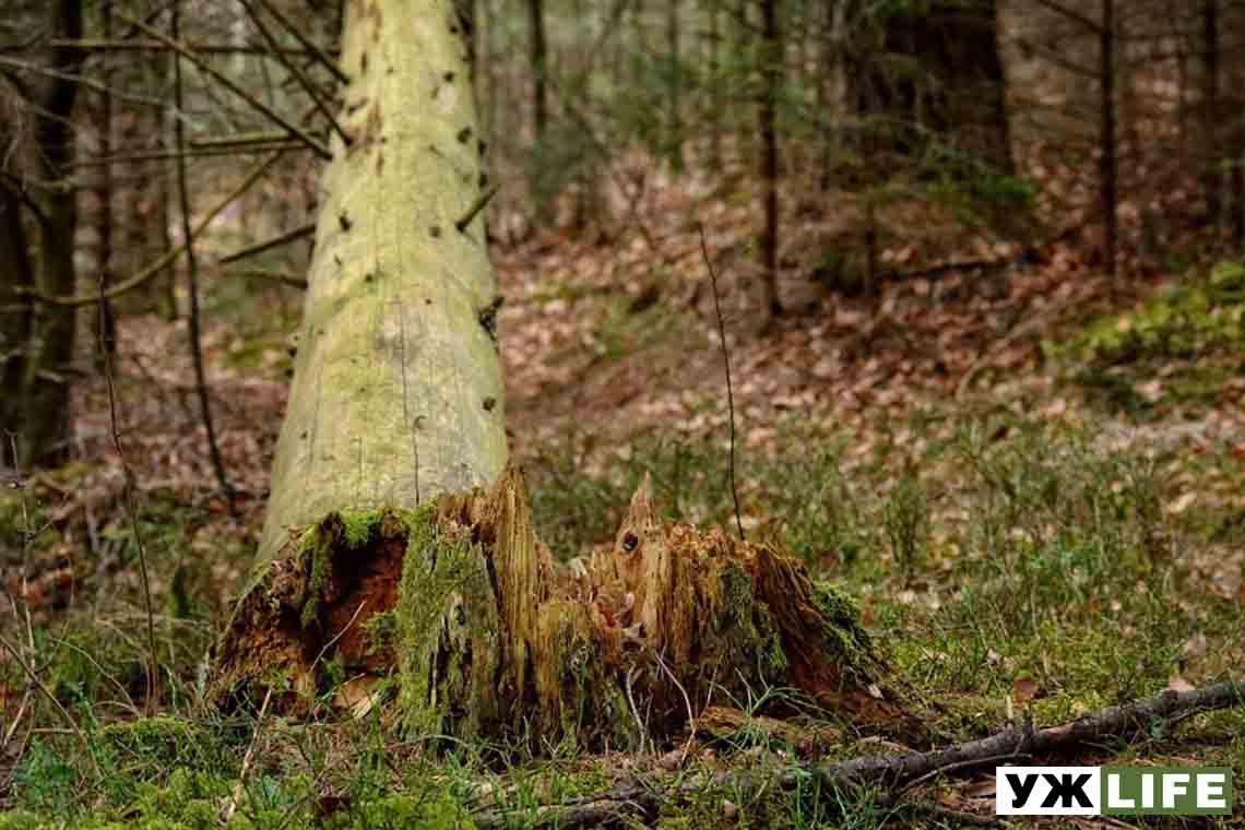 У Житомирській області в лісі на 16-річного хлопця впали сухі дерева, юнак помер у лікарні