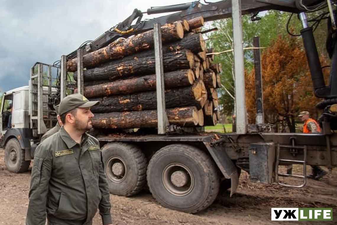 На Житомирщині згорілу весною деревину продають через аукціони