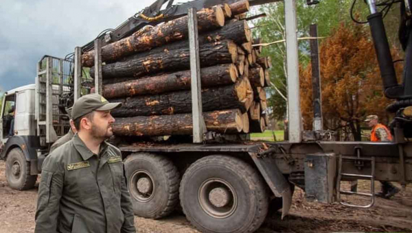На Житомирщині згорілу весною деревину продають через аукціони