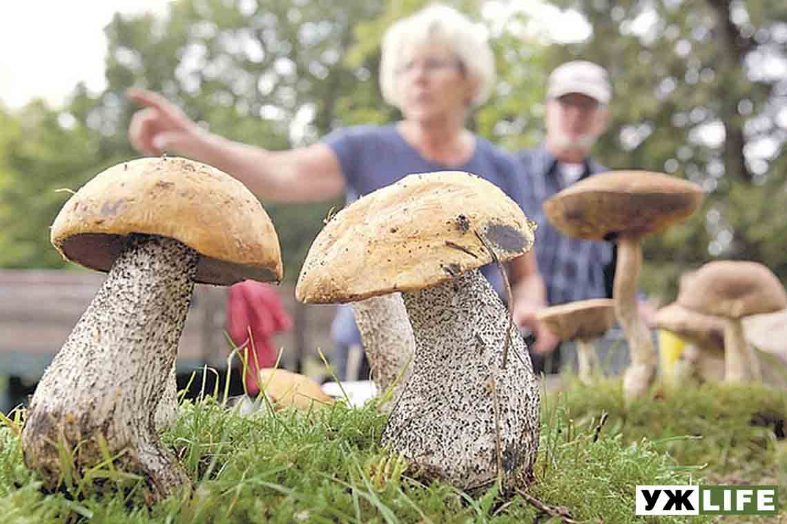 На Житомирщині двоє жінок отруїлися грибами, одна з них в лікарні