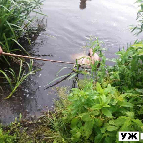 На Житомирщині за минулу добу рятувальники дістали з води тіла трьох потопельників