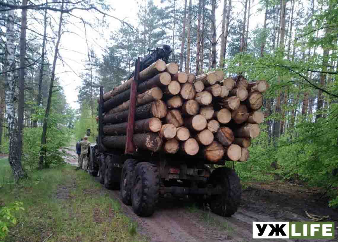 На Житомирщині масово рубають ліс: за кілька днів виявили 24 вантажівки з незаконною деревиною