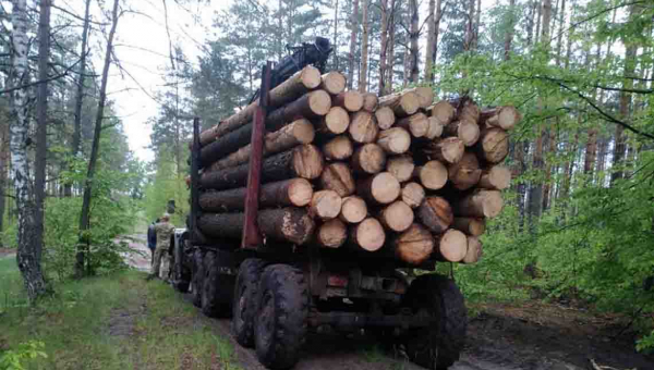 На Житомирщині масово рубають ліс: за кілька днів виявили 24 вантажівки з незаконною деревиною
