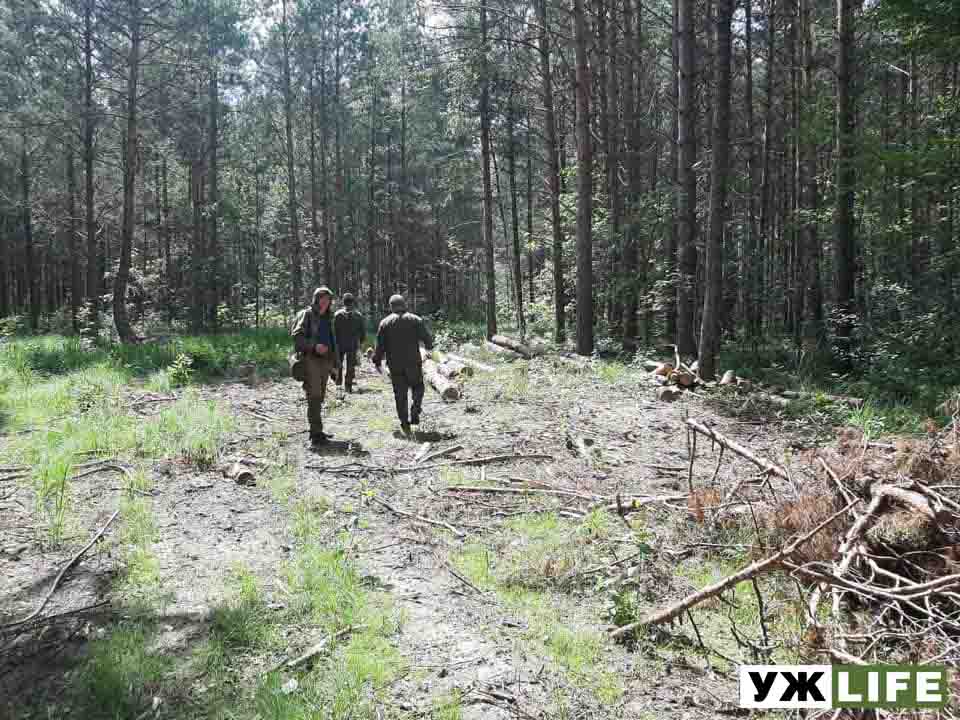 Екологи знову перевірили Олевський лісгосп і нарахували збитків на 700 тис. грн