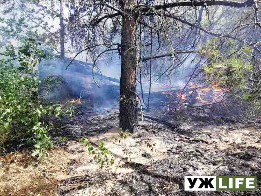 На Овручинні попередили лісову пожежу, але згоріли 4 будівлі та суха трава