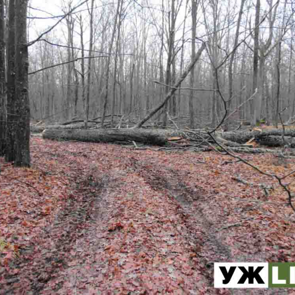 Працівники Олевського лісгоспу випадково знайшли пенсіонерку, яку рідні шукали понад дві доби