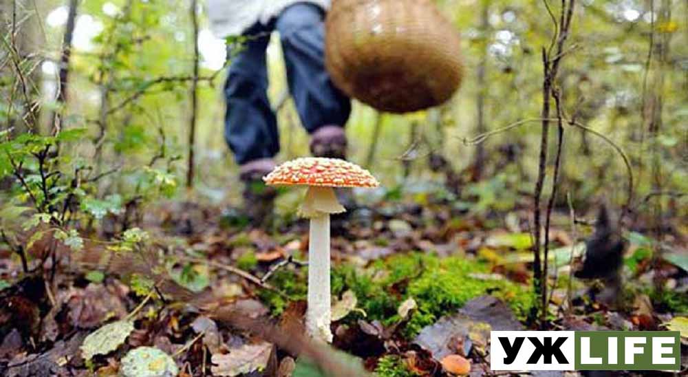 У Житомирській області вже зареєстровано 14 випадків отруєння грибами