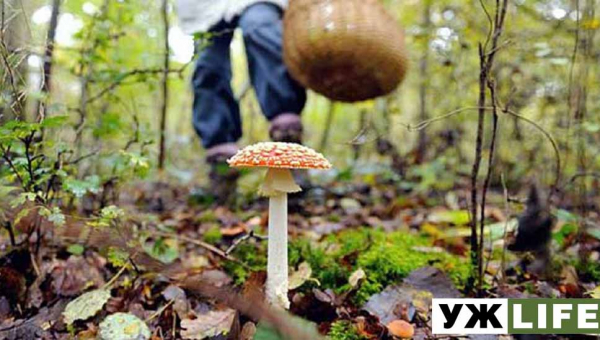 У Житомирській області вже зареєстровано 14 випадків отруєння грибами