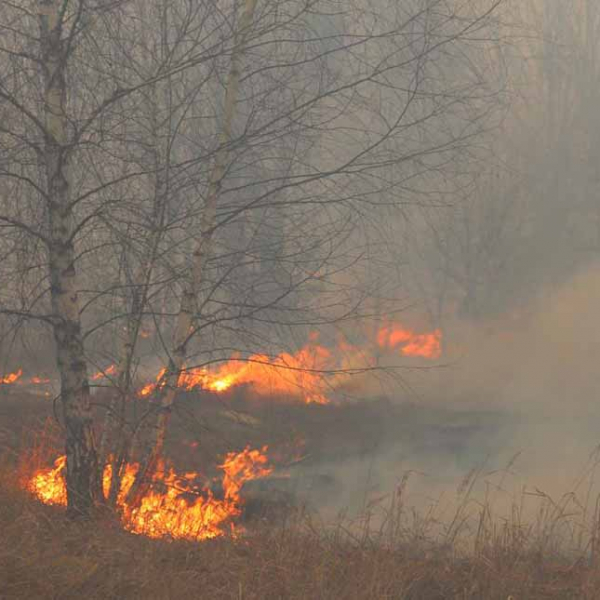 На Житомирщині через спалювання трави троє людей зазнали опіків