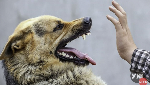 На Житомирщині хворий на сказ пес покусав чотирьох людей, господар застрелив тварину